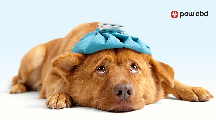 Can Dogs Get Headaches? Symptoms, Causes, And Treatment For Dog Headaches |  Paw Cbd