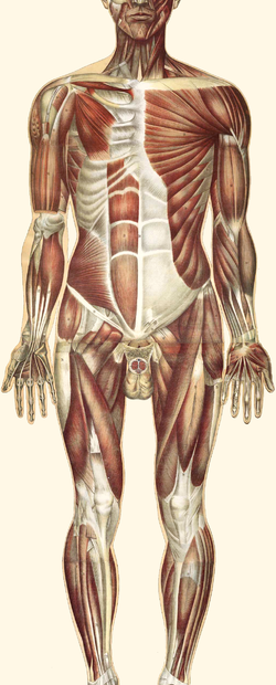 Muscular System - Wikipedia