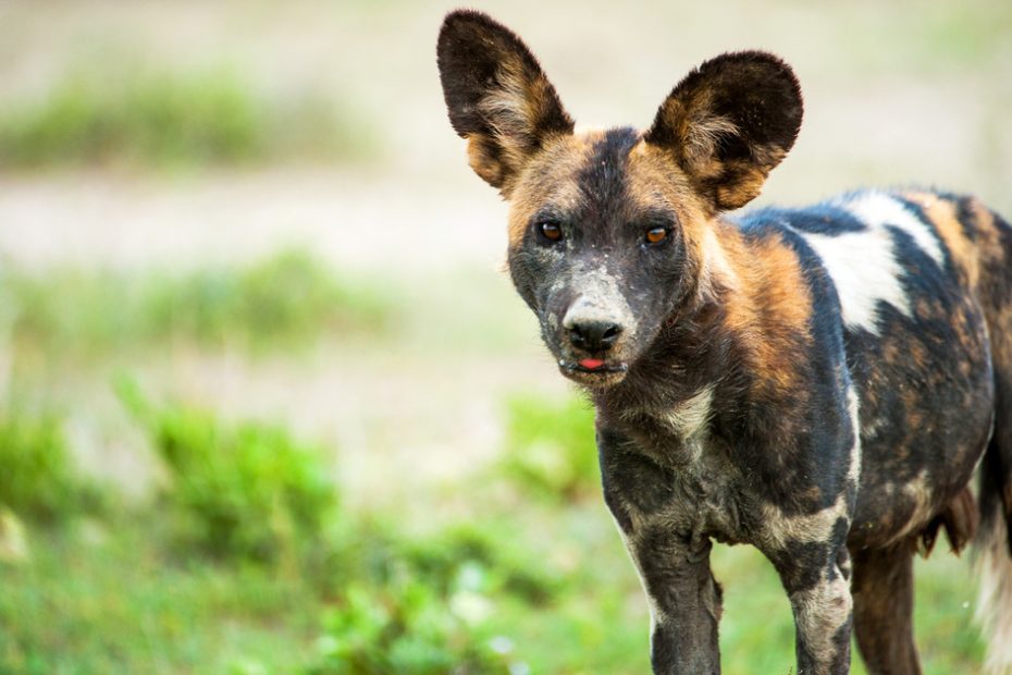 African Wild Dog Facts: Diet, Habitat, & Conservation | Ifaw