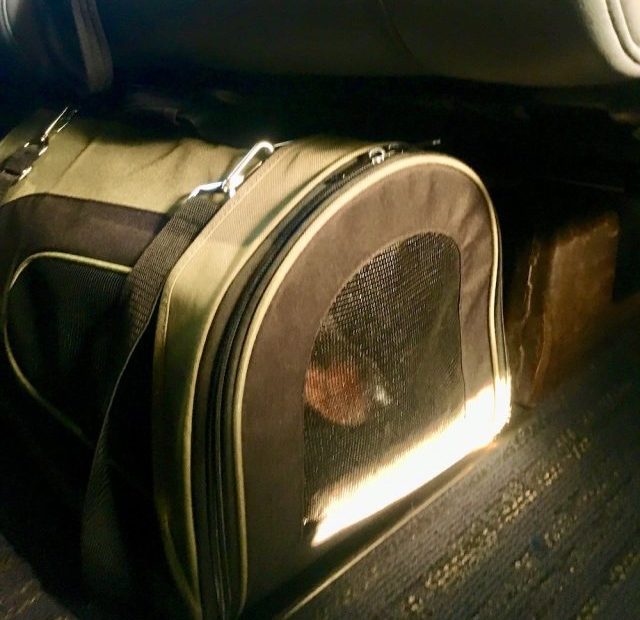 How To Travel On Amtrak Trains With A Dog In 2023 - Travelnuity