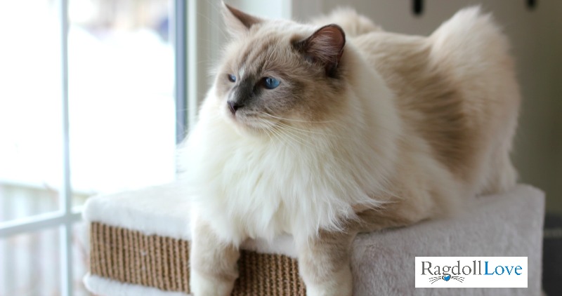Ragdoll Cat Price Guide |What You Should Know About Buying A Ragdoll