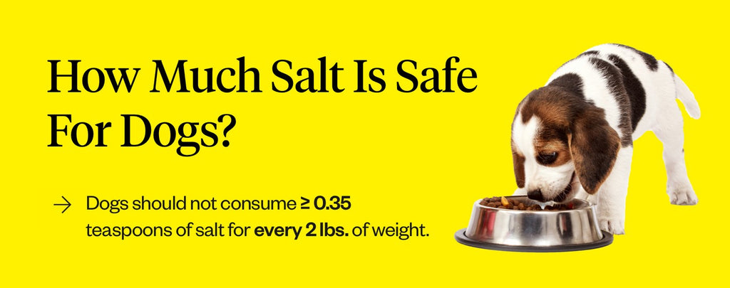 Is Salt Bad For Dogs? | Dutch