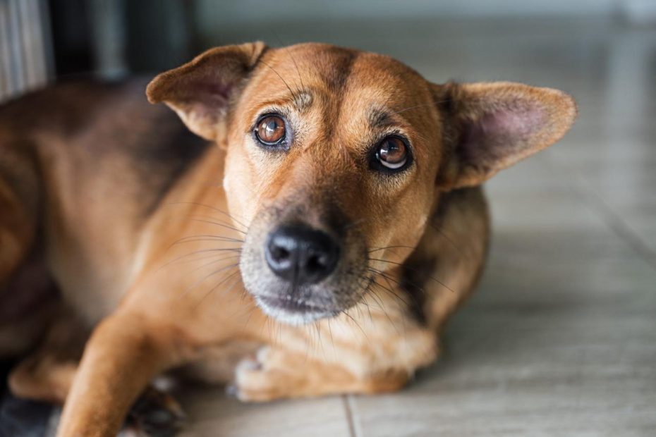 Dog Depression: 9 Signs Of Depression In A Dog | Reader'S Digest