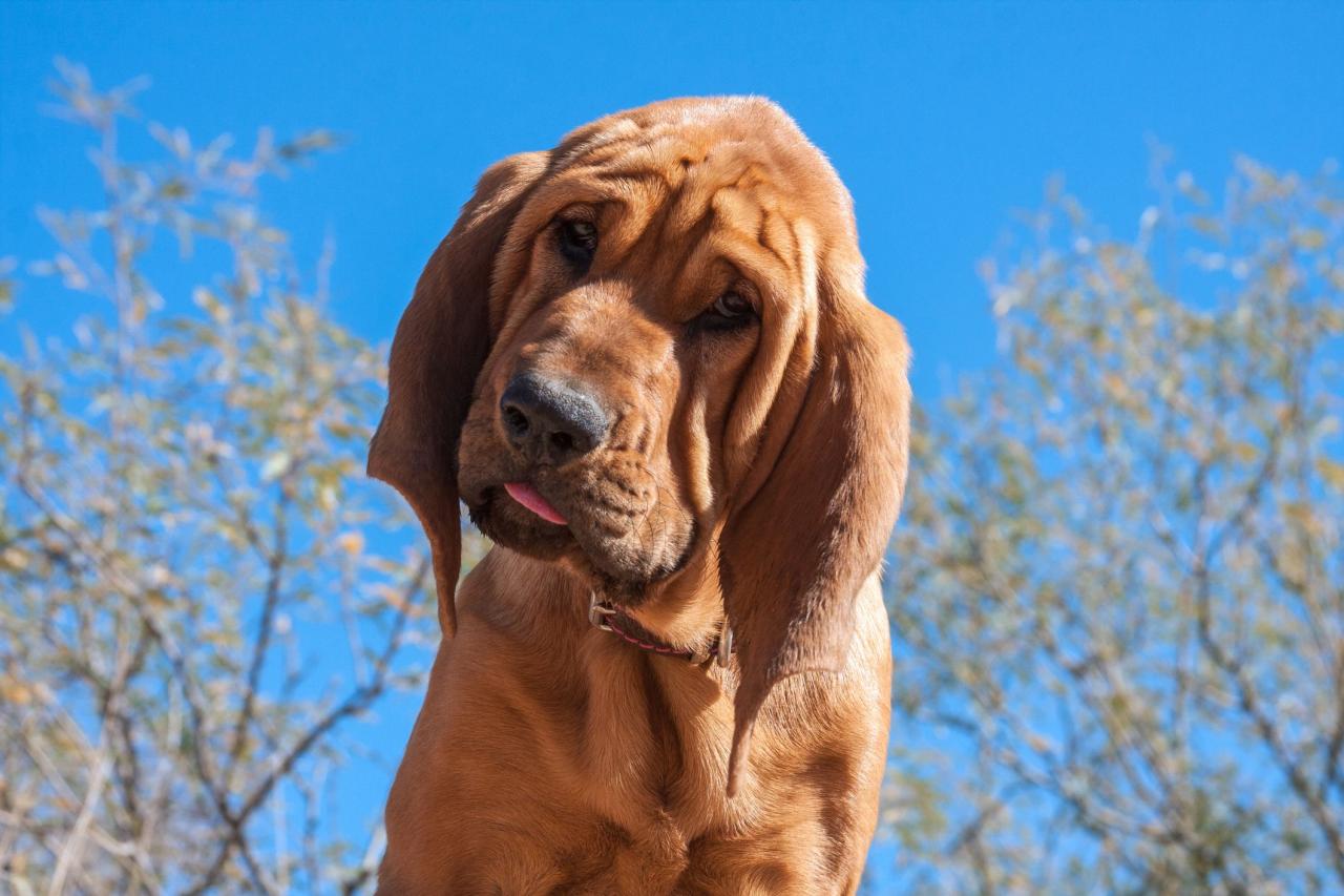 Bloodhound: Dog Breed Characteristics & Care
