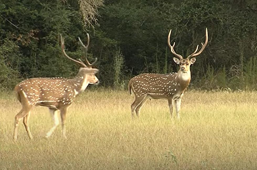 Registration Now Open For The Tpwd Big Time Texas Hunts Drawing