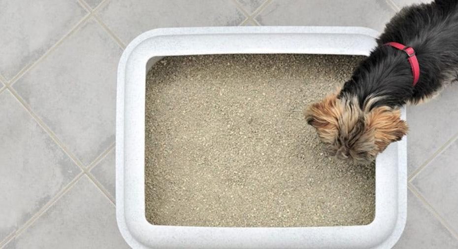 Can Dogs Use Cat Litter? - Wag!