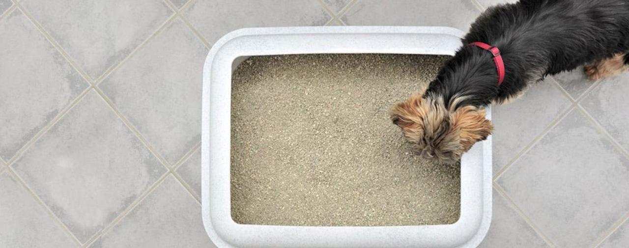 Can Dogs Use Cat Litter? - Wag!