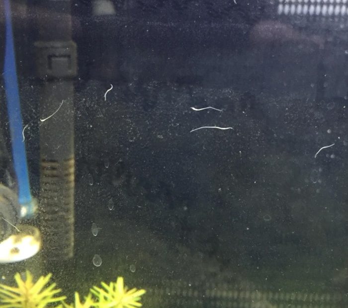 3 Types Of Tiny White Worms Found In A Freshwater Aquarium | Aquanswers