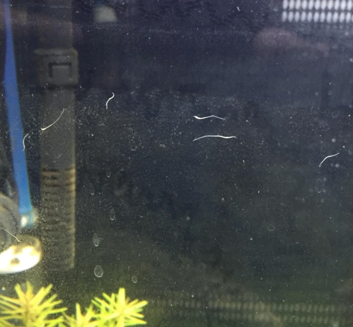3 Types Of Tiny White Worms Found In A Freshwater Aquarium | Aquanswers