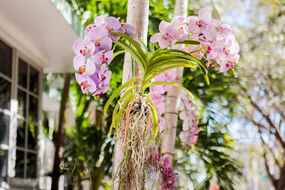 How To Grow Mounted Orchids
