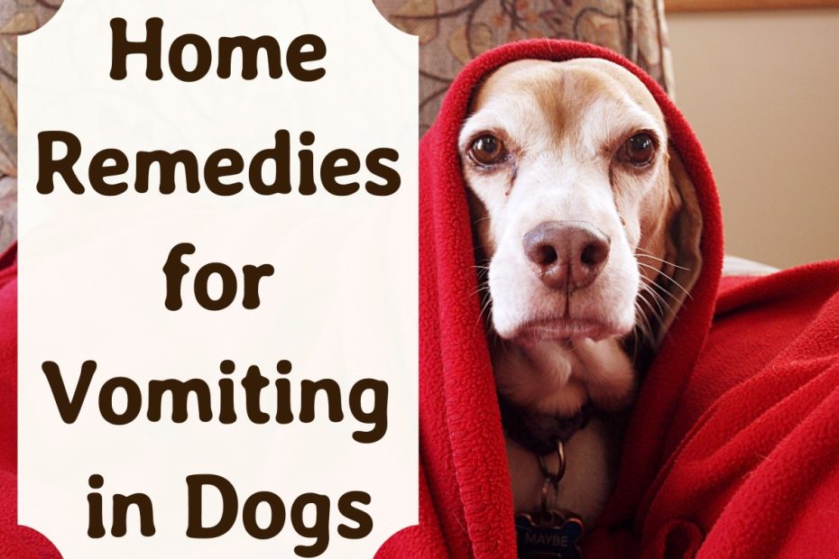 what-to-give-a-dog-thats-throwing-up-quick-remedies