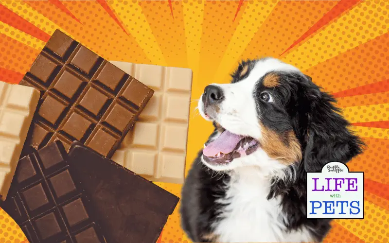 Chocolate Toxicity Calculator : How Much Chocolate Can Kill A Dog?