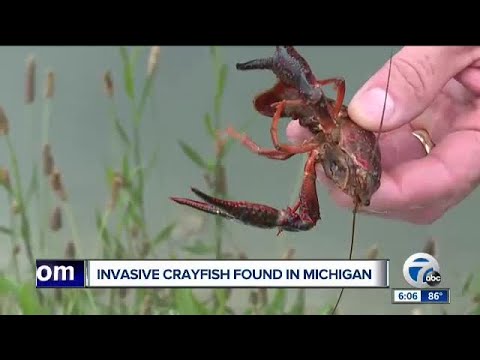 Invasive crayfish found in Michigan