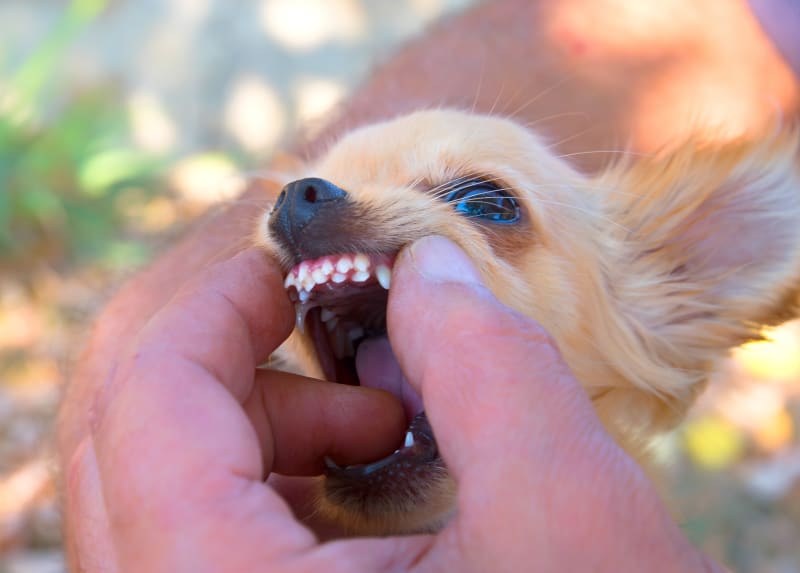 Dog Tooth Extraction: What To Expect | San Jose Vets