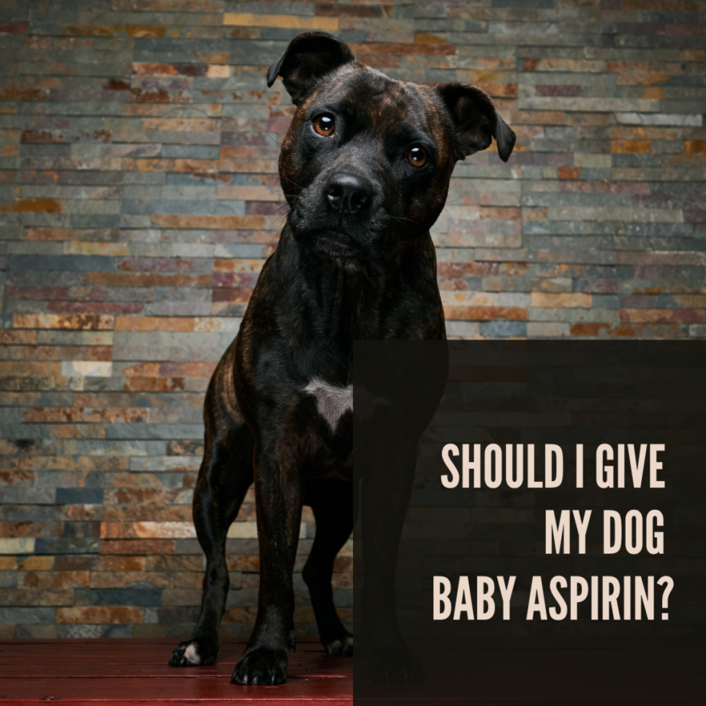 Can You Give Dogs Baby Aspirin Dosage And Safety Guidelines