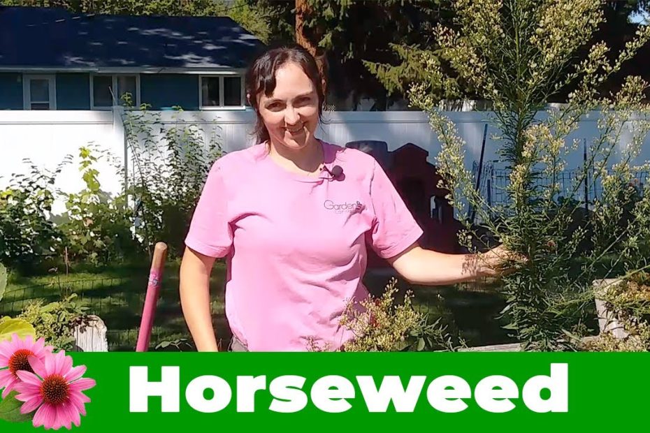 Conyza Canadensis Aka Horse Weed Or Marestail - Youtube