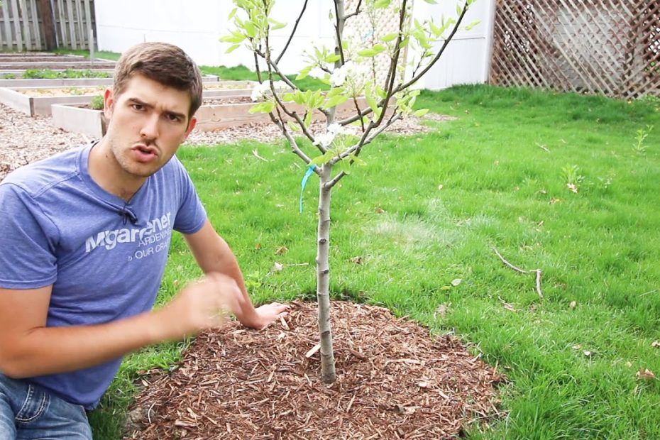 Top 3 Mistakes Made When Mulching Trees - Youtube
