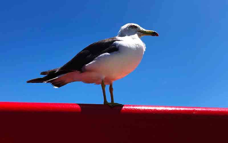Useful And Interesting Seagull Facts Including Where They Prefer To Live
