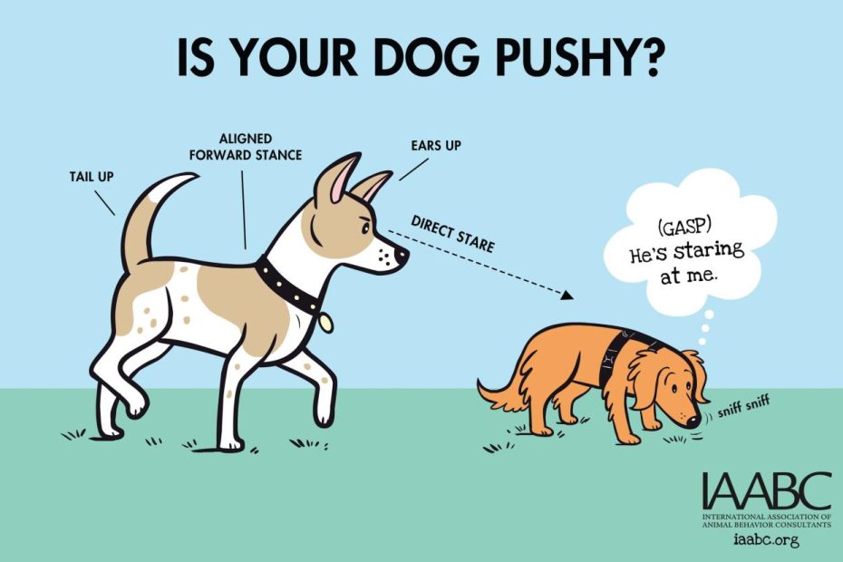 How To Avoid Dog Park Conflicts | Dog Savvy