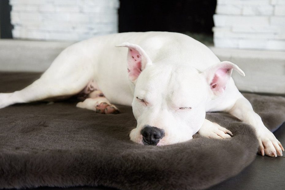 Do Dogs Need Beds Or Can They Sleep On The Floor? Exploring Canine Comfort