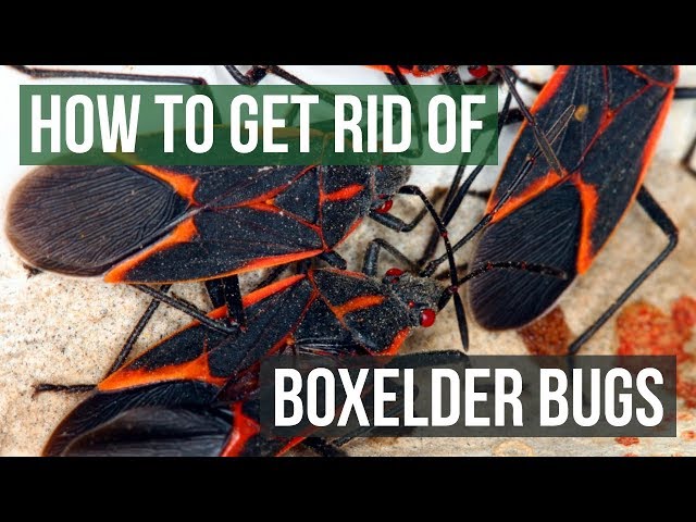 How To Get Rid Of Boxelder Bugs (4 Easy Steps) - Youtube