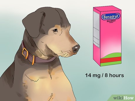 How To Give A Dog Benadryl: 9 Steps (With Pictures) - Wikihow