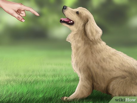 3 Ways To Set Ground Rules For Your Dog - Wikihow Pet