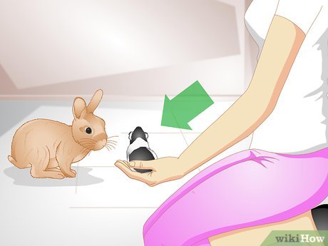 How To Tell If Your Rabbit Is Lonely: 11 Steps (With Pictures)