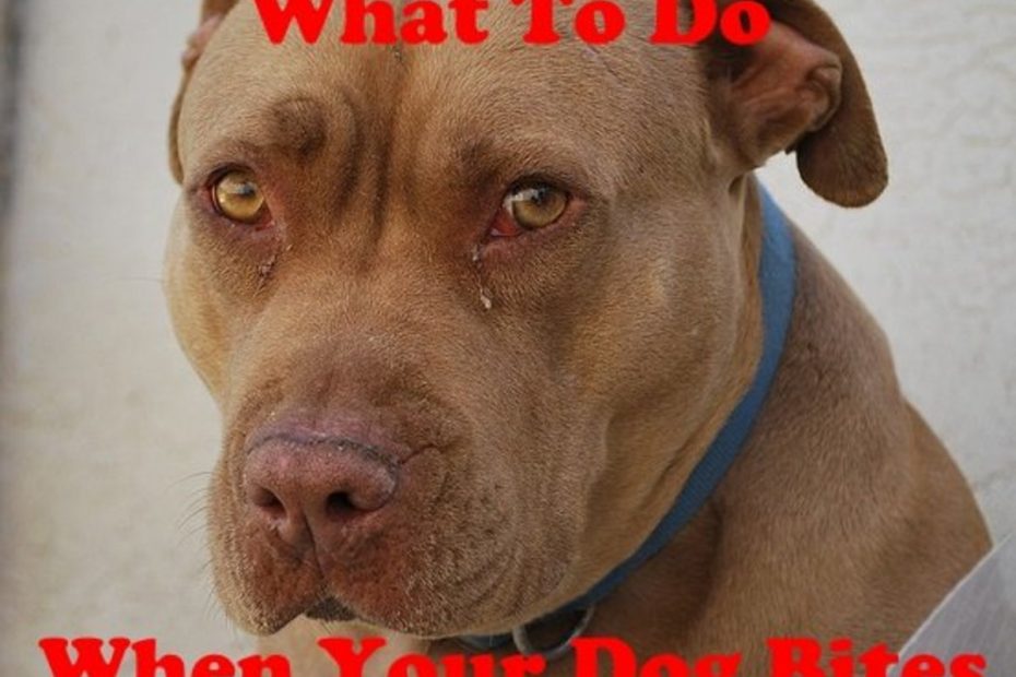 What To Do When Your Dog Bites Someone - Pethelpful