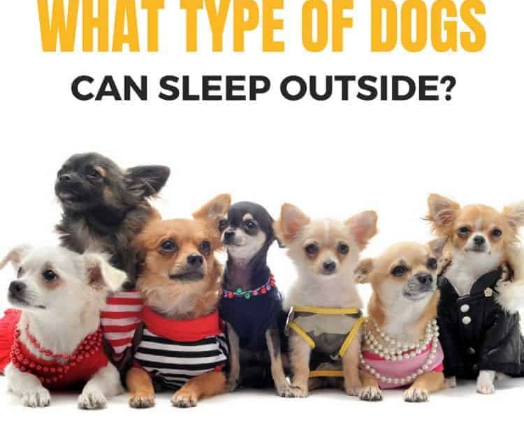 Should My Dog Sleep Indoors Or Outdoors?