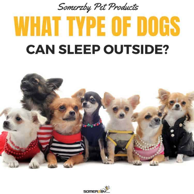 Should My Dog Sleep Indoors Or Outdoors?